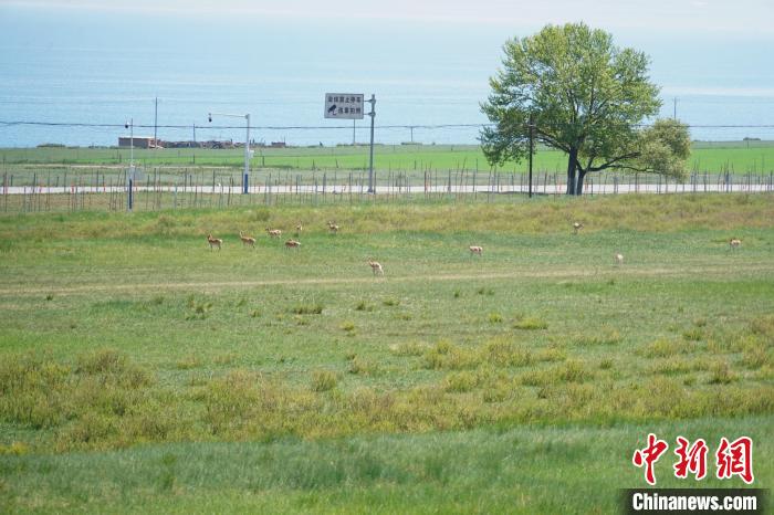 圖為成群普氏原羚在草場上愜意覓食，悠閑自在?！●R銘言 攝