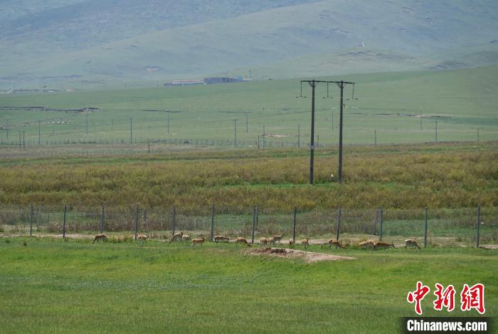 圖為成群普氏原羚在草場上愜意覓食，悠閑自在。　馬銘言 攝