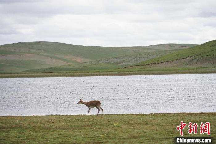 圖為藏原羚在扎陵湖岸畔悠閑漫步?！●R銘言 攝