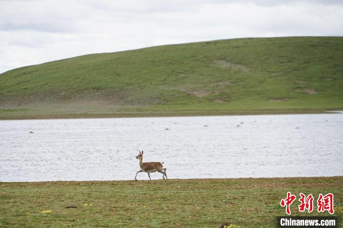 圖為藏原羚在扎陵湖岸畔悠閑漫步。　馬銘言 攝