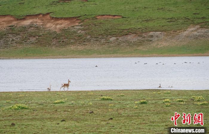 圖為藏原羚在扎陵湖岸畔悠閑漫步?！●R銘言 攝