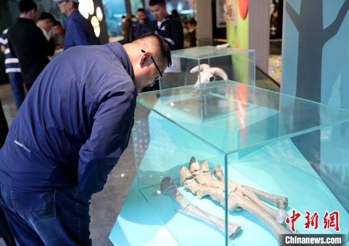 圖為臺(tái)商在祁連山國(guó)家公園生態(tài)科普館內(nèi)觀看標(biāo)本。　薛蒂 攝