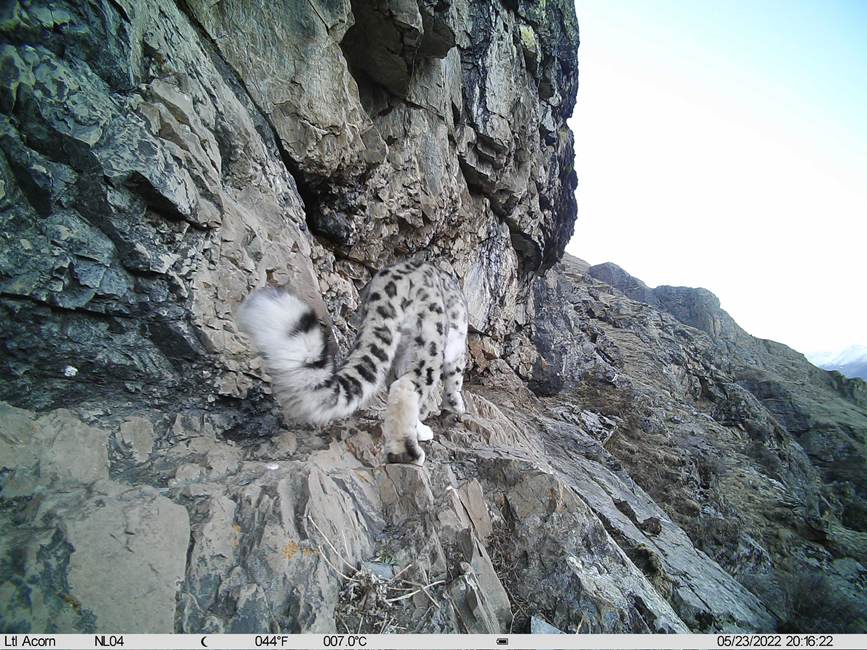 雪豹影像。山水自然保護(hù)中心供圖