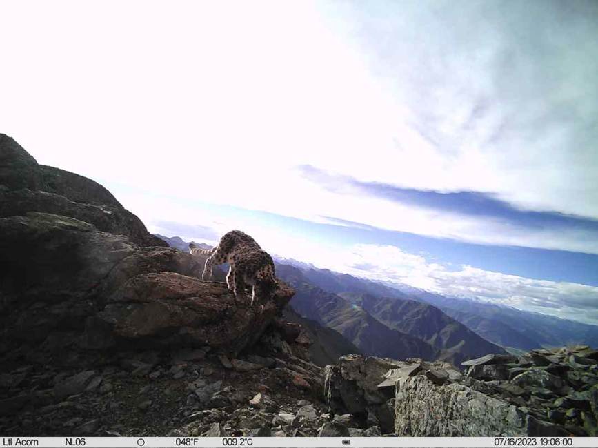 雪豹影像。山水自然保護(hù)中心供圖