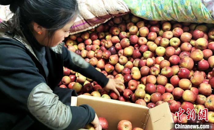 圖為通麥村村民巴桑拉姆精心挑選蘋果進(jìn)行裝箱?！∝暽＠?攝