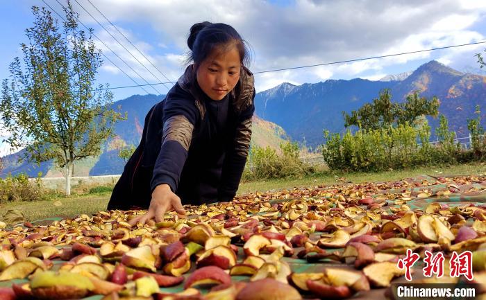 圖為通麥村村民巴桑拉姆晾曬切片蘋果?！∝暽＠?攝
