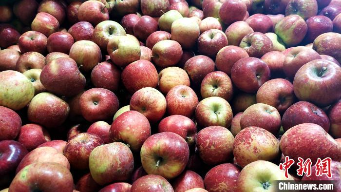 圖為通麥村村民巴桑拉姆家待裝箱的蘋果?！∝暽＠?攝