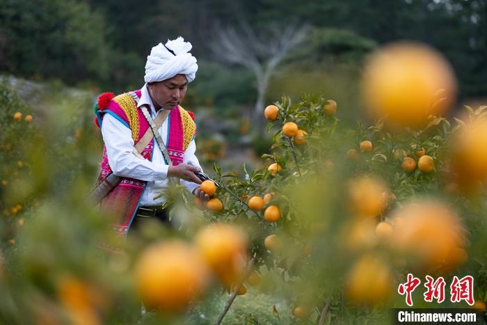 1月29日，京都村村民在柑橘園中采摘柑橘。<a target='_blank' ><p  align=
