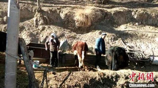 圖為孔繁福夫妻正在收拾牛圈?！±铍h　攝