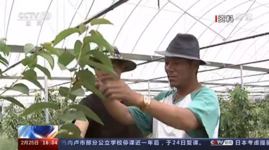 種蘑菇、養(yǎng)駱駝...。。特色產(chǎn)業(yè)助力鄉(xiāng)村振興走新路