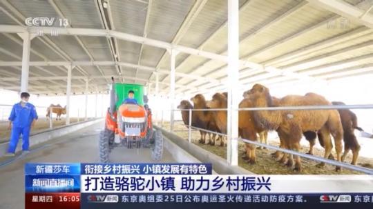 種蘑菇、養(yǎng)駱駝...。。特色產(chǎn)業(yè)助力鄉(xiāng)村振興走新路