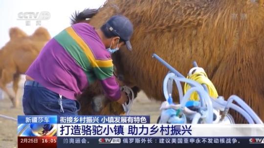 種蘑菇、養(yǎng)駱駝...。。特色產(chǎn)業(yè)助力鄉(xiāng)村振興走新路