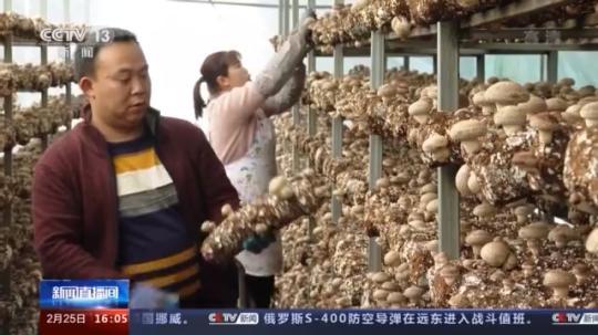 種蘑菇、養(yǎng)駱駝...。。特色產(chǎn)業(yè)助力鄉(xiāng)村振興走新路