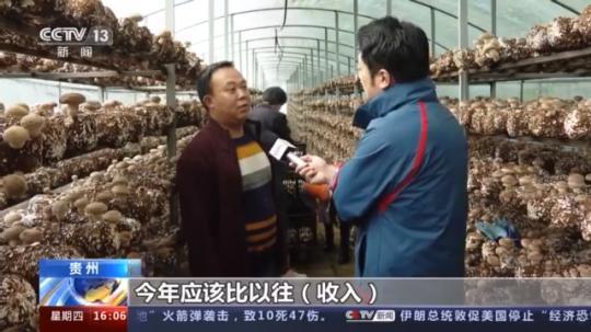 種蘑菇、養(yǎng)駱駝...。。特色產(chǎn)業(yè)助力鄉(xiāng)村振興走新路