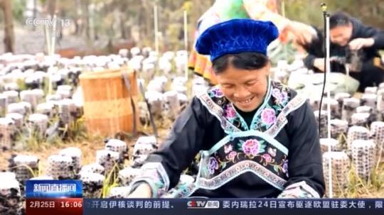 種蘑菇、養(yǎng)駱駝...。。特色產(chǎn)業(yè)助力鄉(xiāng)村振興走新路