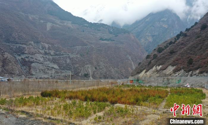 【幸?；ㄩ_新邊疆】山南隆子縣藏族小伙的“綠色夢想”