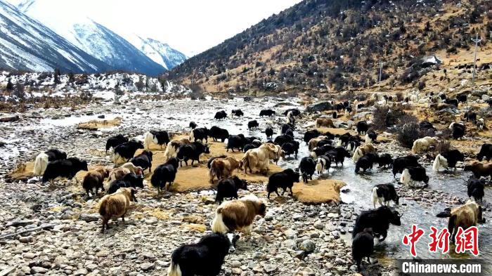 圖為角木那村生態(tài)散養(yǎng)的牦牛正在覓食?！『槿艉?攝