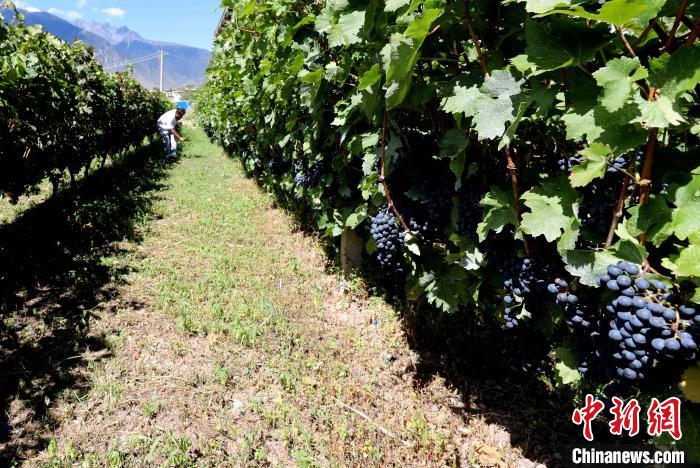 昌都芒康縣依托“兩江流域”干熱河谷地帶地理優(yōu)勢將康巴蜜橘、蘋果、甜石榴、葡萄、蜜桃等經(jīng)濟(jì)林木種植?！〔际忻⒖悼h委宣傳部供圖