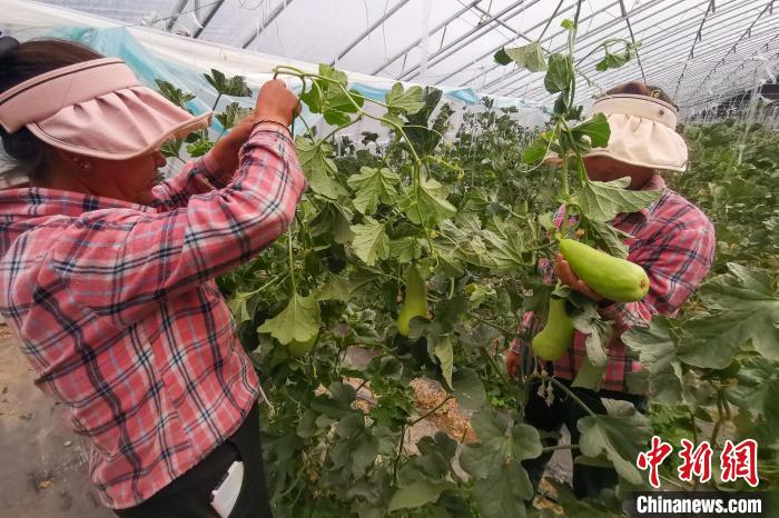 工作人員打理高原溫室大棚?！⒔ㄜ?攝