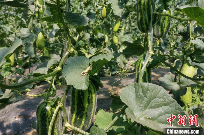 圖為西藏康馬縣大棚內(nèi)的博洋九號甜瓜?！⒔ㄜ?攝