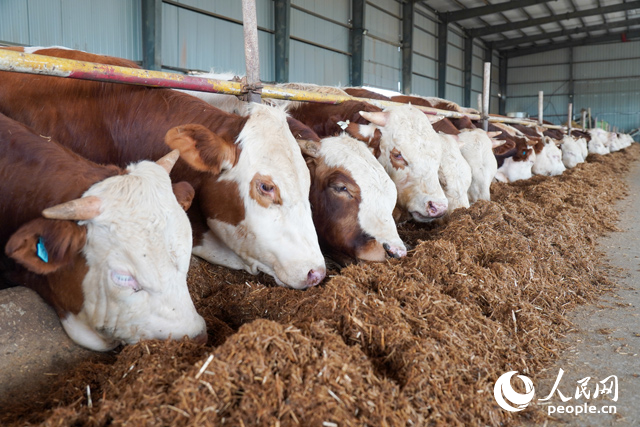 在思博農(nóng)業(yè)科技有限公司內(nèi)，肉牛正在吃秸稈轉(zhuǎn)化的飼料。人民網(wǎng)記者 陳若天攝