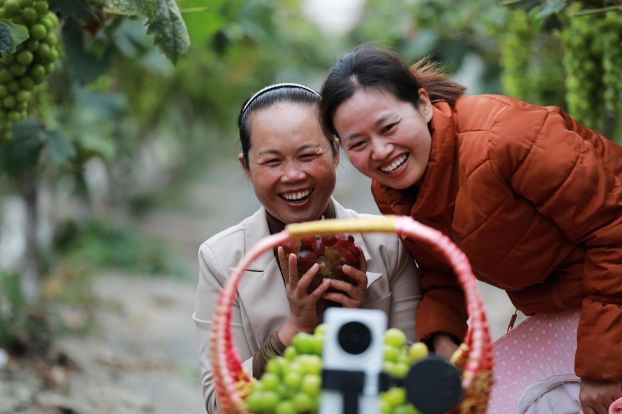 2024年10月6日，果農在貴州省黔西市金碧鎮(zhèn)新蘭村葡萄園里進行直播銷售。來源：人民圖片