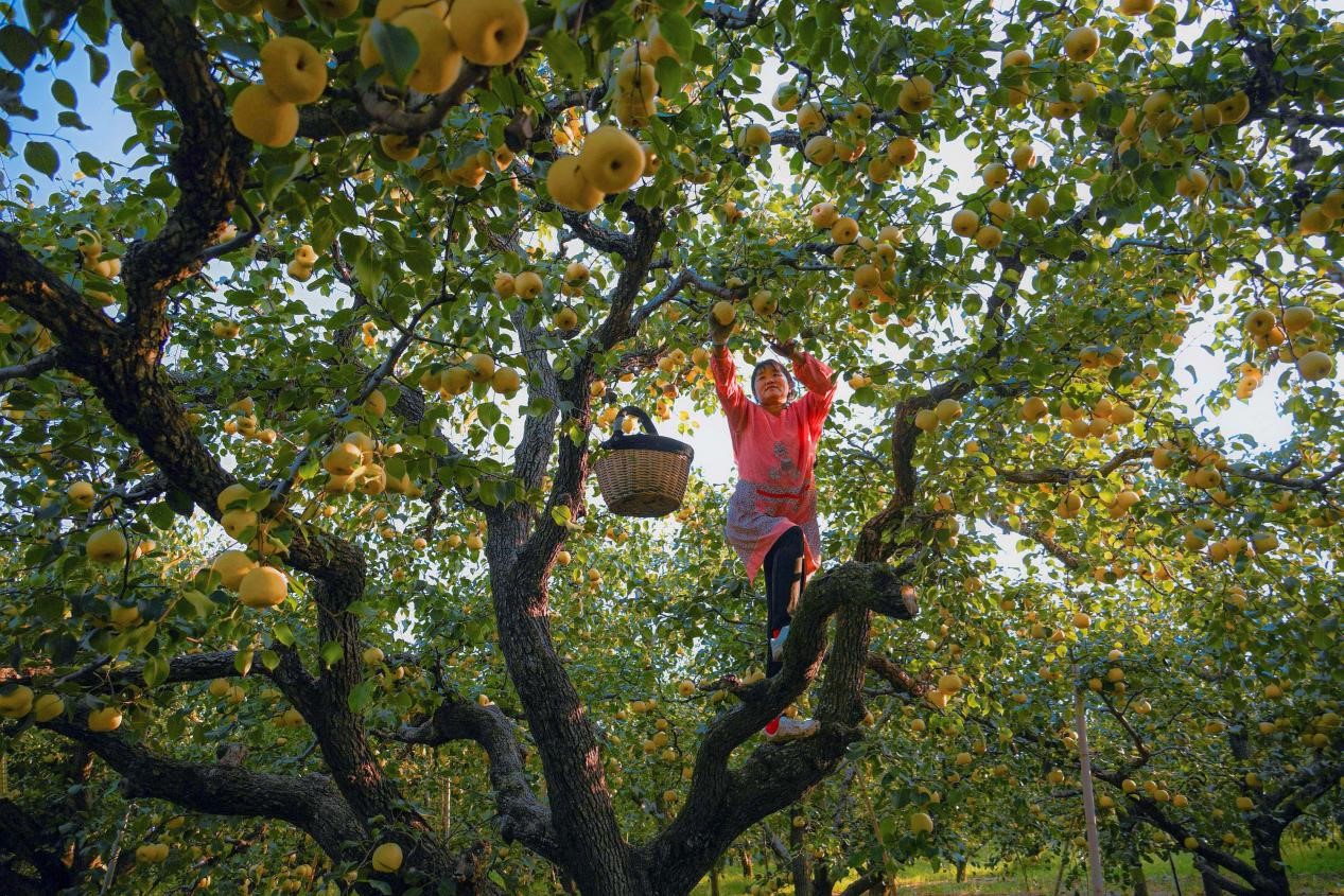 2024年10月4日，安徽省宿州市碭山縣程莊鎮(zhèn)衡樓村百年老梨園里，梨農在忙著采摘酥梨。來源:人民圖片