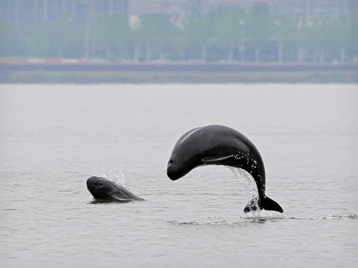 文化中國行 長江之歌丨微笑的江豚，從四千年前“游”來