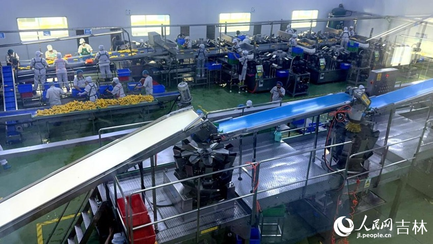 吉林省農(nóng)嫂食品有限公司生產(chǎn)車(chē)間內(nèi)一片火熱。人民網(wǎng)記者 王海躍攝