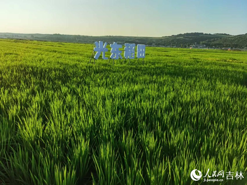 光東村稻田風(fēng)景美如畫(huà)（資料圖片）。人民網(wǎng)記者 王海躍攝