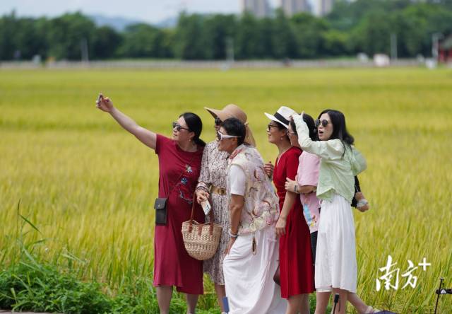 游客們在崖口村稻田前合影。