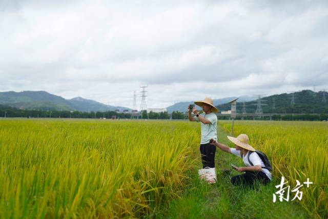 文化組的兩名成員正在給稻田拍照。