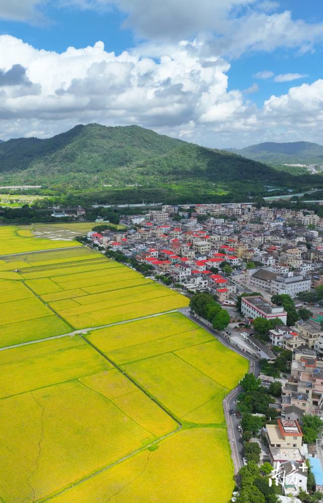 崖口村全景。