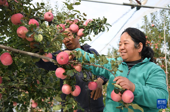 【高質(zhì)量發(fā)展看陜西】“上天”的延安蘋果，蘊(yùn)藏哪些新質(zhì)生產(chǎn)力
