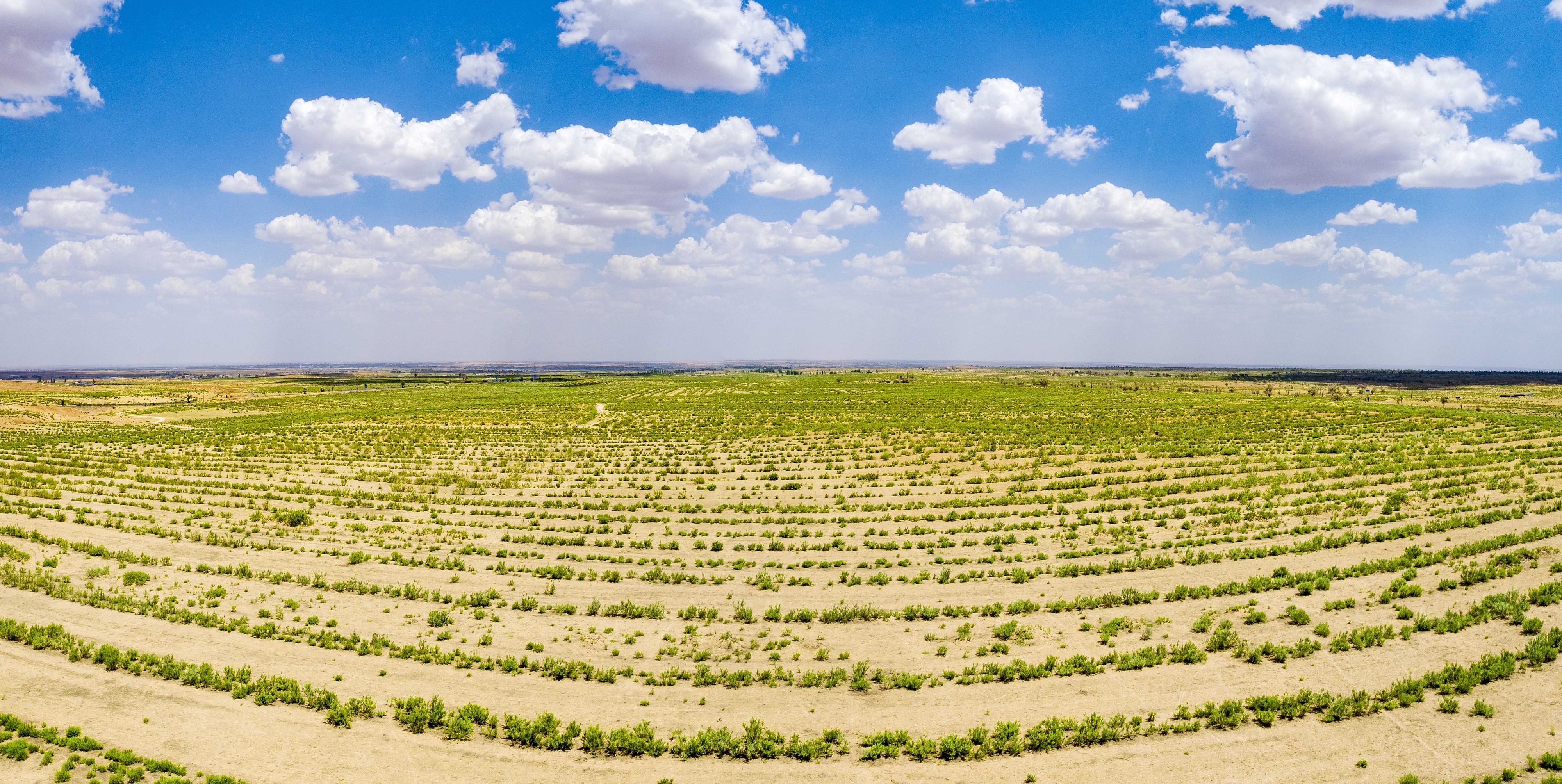 2023年6月7日，內(nèi)蒙古鄂爾多斯，毛烏素沙漠。