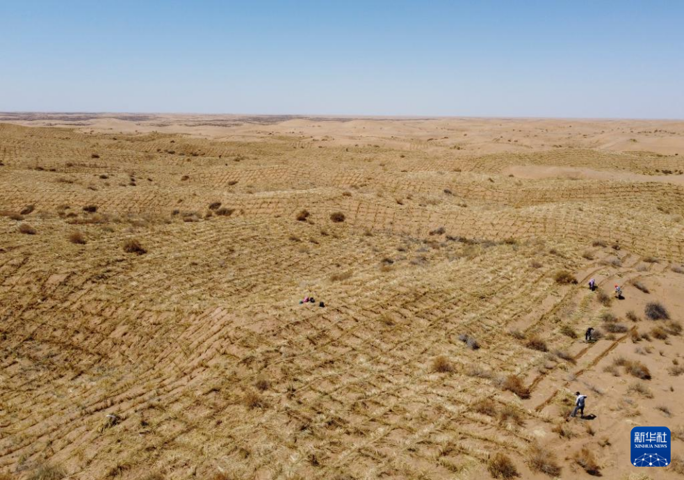 2024年4月10日，群眾在古浪縣八步沙林場(chǎng)麻黃塘沙區(qū)用草方格壓沙。新華社發(fā)（無(wú)人機(jī)照片）