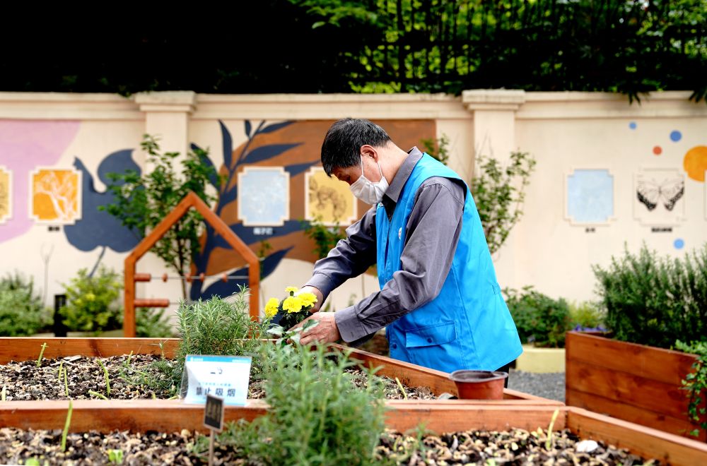 上海市長寧區(qū)虹旭小區(qū)居民在整理改造社區(qū)花園。居民們把堆肥箱里發(fā)酵出來的“綠色材料”和土壤拌在一起鋪在種植箱中（2020年4月22日攝）。新華社記者 張建松 攝