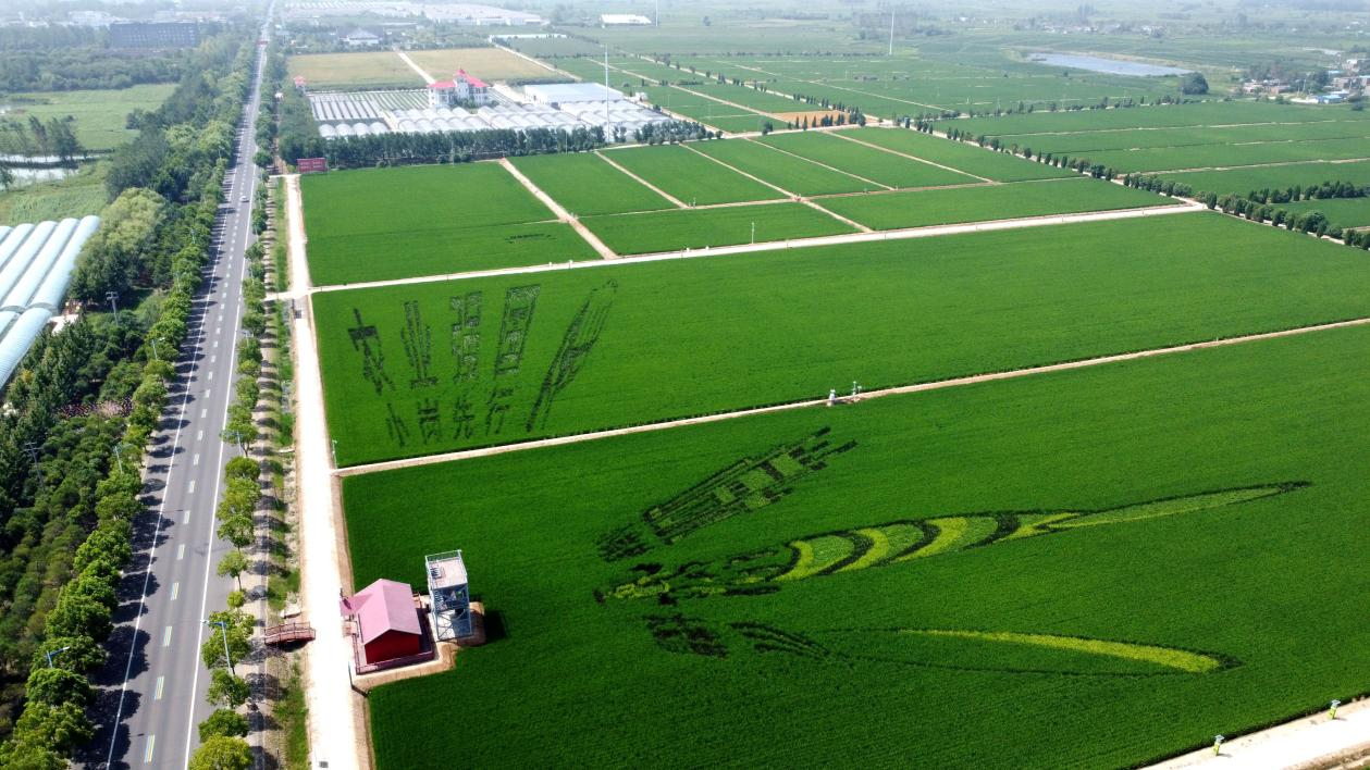 俯瞰小崗村高標(biāo)準(zhǔn)農(nóng)田。鳳陽縣委宣傳部供圖