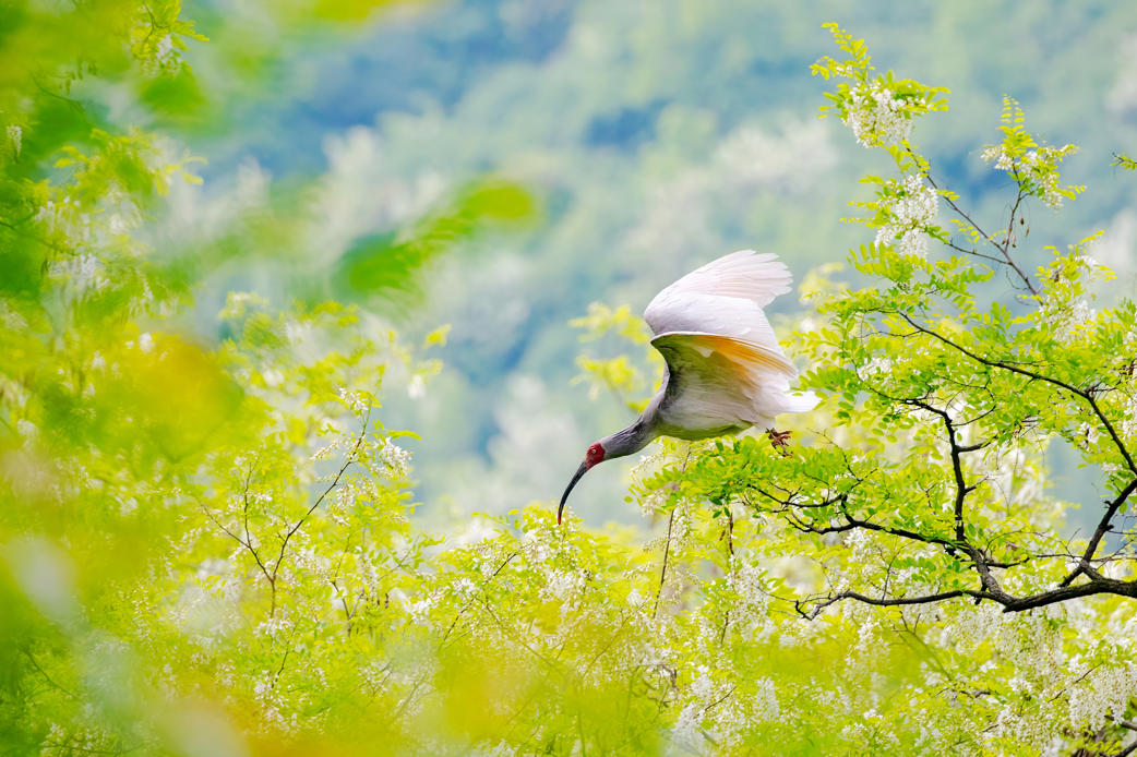 2024年5月2日，一只秦嶺以北野放朱鹮在陜西省銅川市耀州區(qū)沮河上游洋槐林中飛翔。