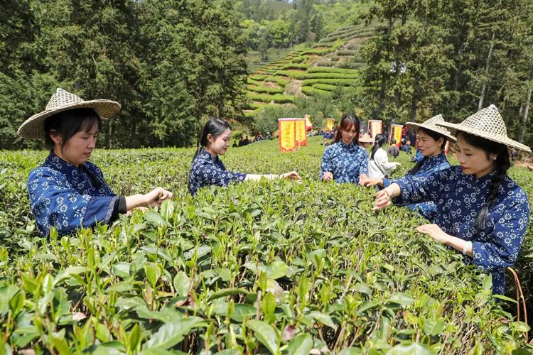 2025年4月13日，福建武夷山市星村鎮(zhèn)朝陽村茶農(nóng)在生態(tài)茶園展示采茶。新華社發(fā)（邱汝泉 攝）