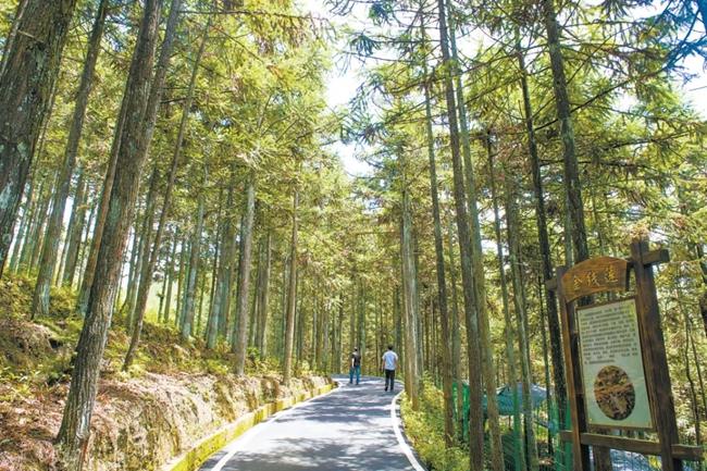 福建周寧縣黃振芳家庭林場。（圖源：央視新聞）