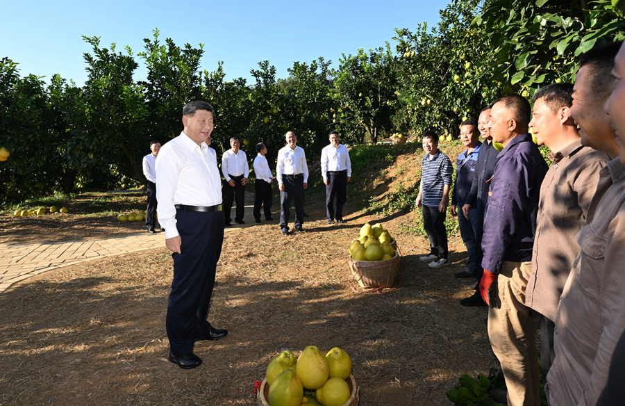 2025年11月7日，習(xí)近平總書記在梅州市梅縣區(qū)雁洋鎮(zhèn)南福金柚種植基地考察時，同果農(nóng)和農(nóng)技人員親切交流。