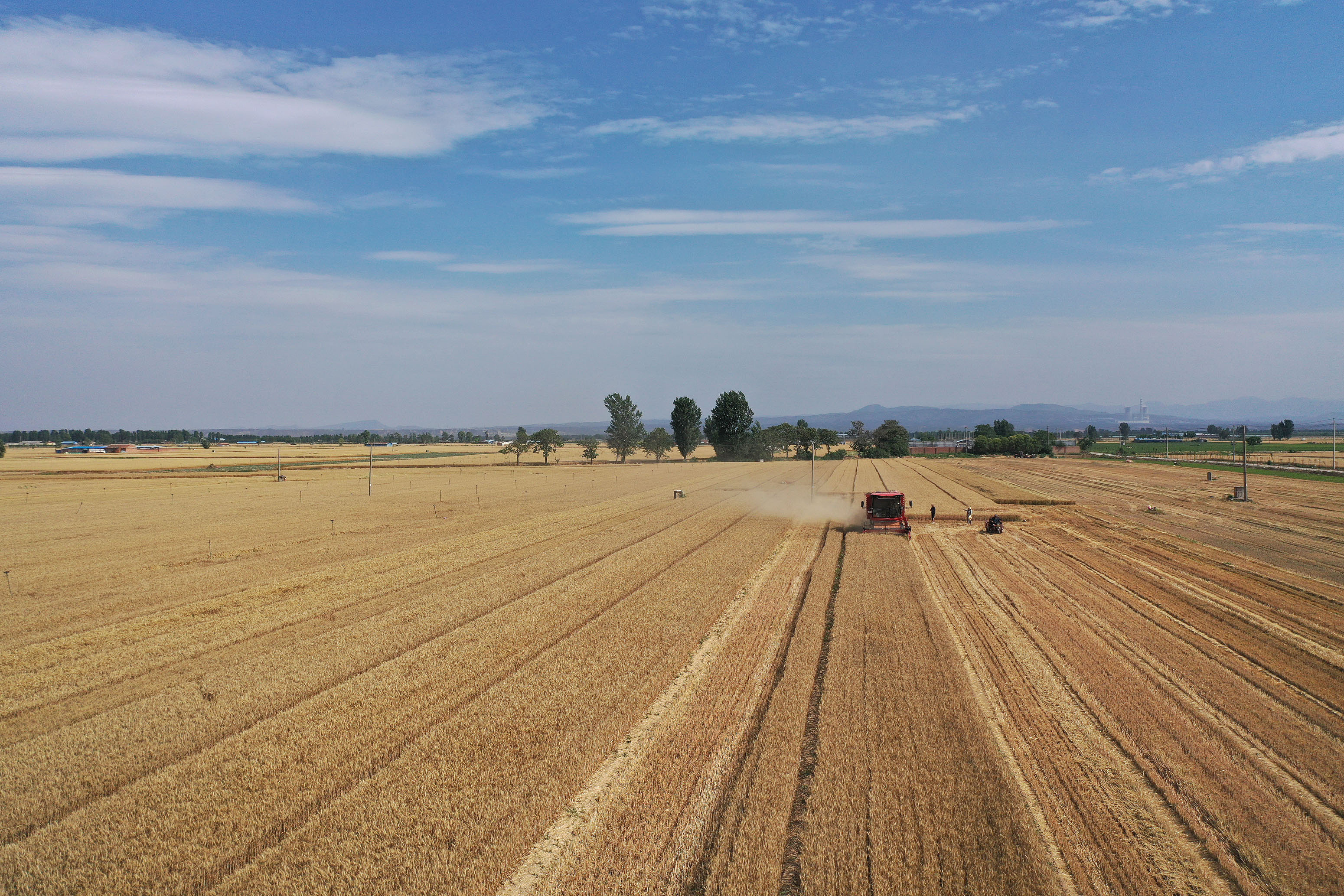 2025年6月3日，河南焦作，溫縣黃河街道灘王莊村農(nóng)民駕駛收割機(jī)收獲小麥。