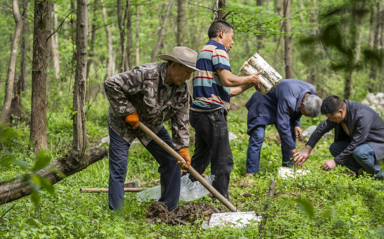 2025年4月16日，江西新余，仙女湖區(qū)河下鎮(zhèn)花園村林場(chǎng)，人們正在搬運(yùn)、栽植靈芝菌棒。