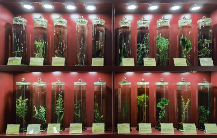 圖為藏藥藥材標(biāo)本。???張海?? ??.jpg