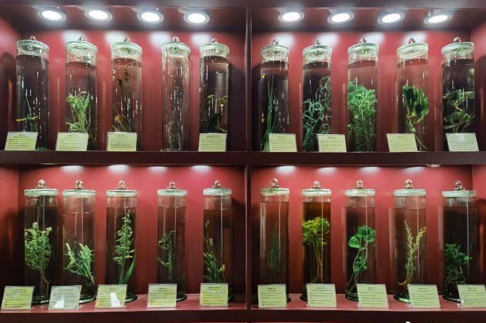 圖為藏藥藥材標本。???張海?? ??.jpg