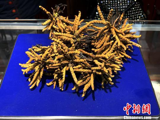 圖為冬蟲夏草?！O睿 攝