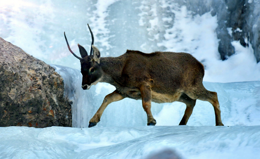 活躍在青海省海西州柏樹山的白唇鹿。巴圖那生攝