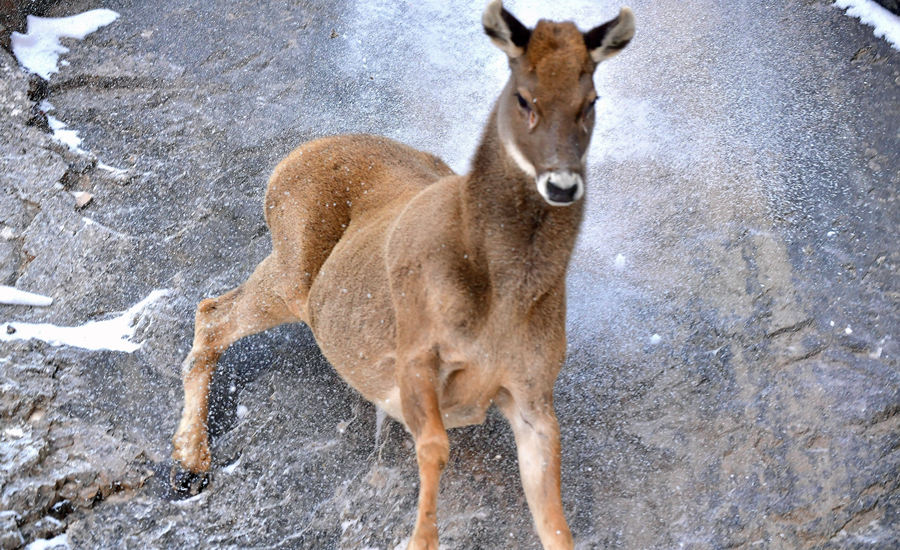 活躍在青海省海西州柏樹山的白唇鹿。巴圖那生攝