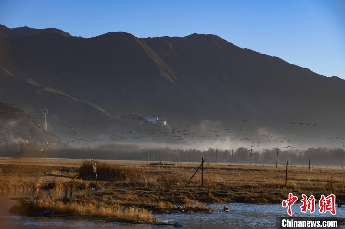 圖為拉薩市林周縣境內(nèi)飛翔的候鳥?！∝暩聛硭?攝